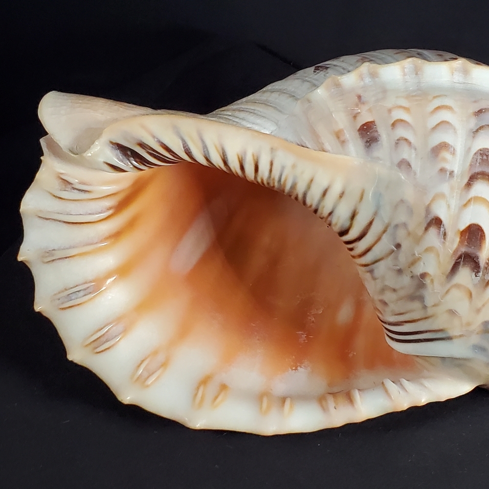Triton's Trumpet Gaint Shell 14" - Picture 4 of 9